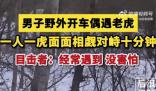 男子開車遇東北虎 雙方對峙10分鐘
