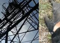 黑熊爬上高壓電塔觸電死亡 電力已恢復供應