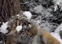 女生和虎寶寶玩雪 老虎無還手之力
