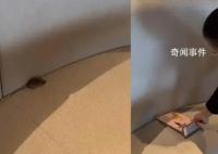 男子遇老鼠霸座 店員:沒老鼠不可能