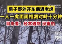 男子開車遇東北虎 雙方對峙10分鐘