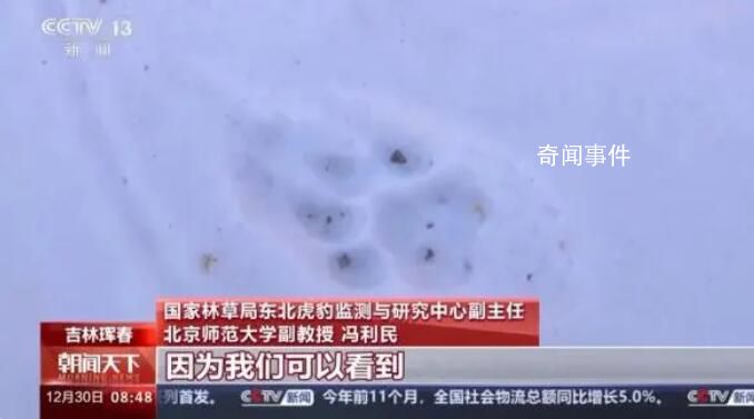 捕食了73號東北豹的東北虎是誰 肇事虎留下足跡