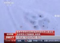 捕食了73號東北豹的東北虎是誰 肇事虎留下足跡