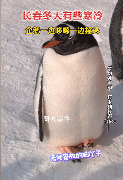 長春冬天凍懵企鵝:腳丫不敢著地