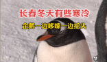 長(zhǎng)春冬天凍懵企鵝:腳丫不敢著地