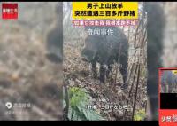 男子上山放羊突遇300斤野豬 人在家中坐豬從天上來”啊