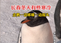 長春冬天凍懵企鵝:腳丫不敢著地