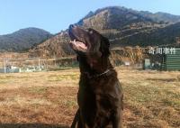 浙江5條退役警犬找領養 參加過搶險救災見過大場面