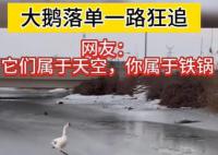 大鵝落單后一路瘋狂追趕 腿都跑出重影了