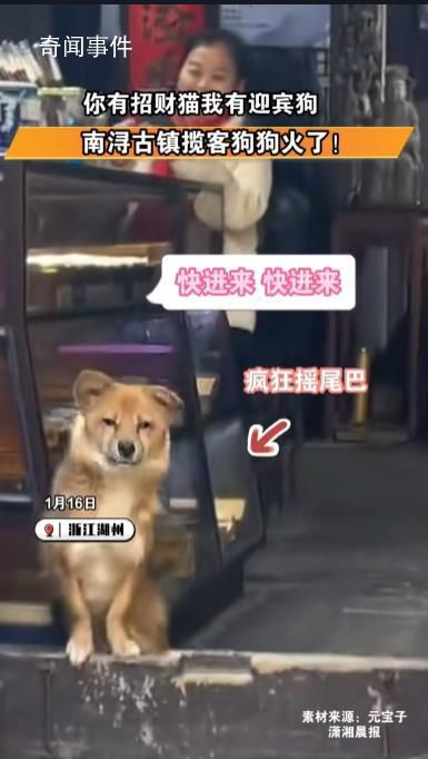 狗狗在店門口搖頭晃腦招攬客人 引發各界網民高度關注