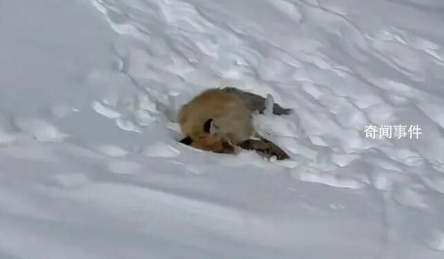 網紅狐貍死在雪地里 網友評論：不打擾才是愛