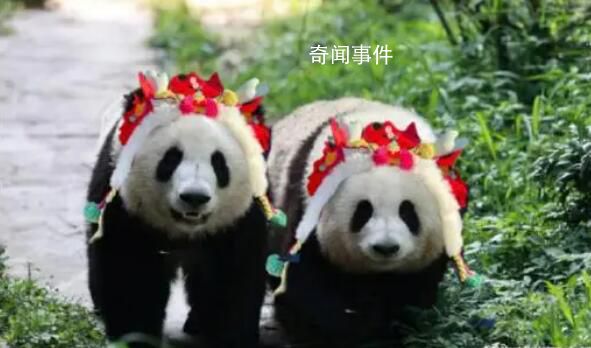 為什么大熊貓性別難識別 譚爺爺透露大熊貓“和葉”是雌性