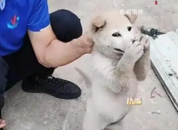 狗狗偷咬主人被抓包急忙捂嘴 小狗防住了一個大嘴巴子