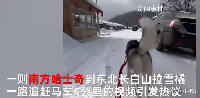 南方哈士奇到東北拉雪橇狂飆5公里