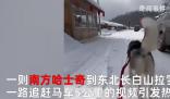 南方哈士奇到東北拉雪橇狂飆5公里