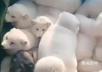 一車白狐即將運往哈爾濱 這一瞬間引起了諸多討論
