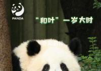 大熊貓和葉是女孩 對此你怎么看