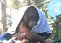 廣州動物園猩猩冷到披上毯子