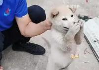 狗狗偷咬主人被抓包急忙捂嘴 小狗防住了一個大嘴巴子