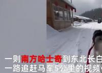 南方哈士奇到東北拉雪橇狂飆5公里
