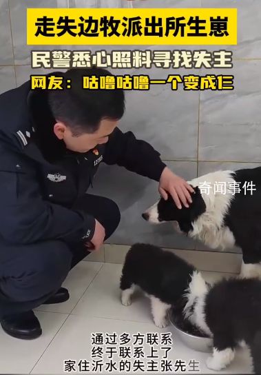 1只邊牧被救咕嚕咕嚕變3只