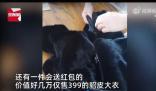 主播稱幾萬元貂皮賣399大媽狂下單