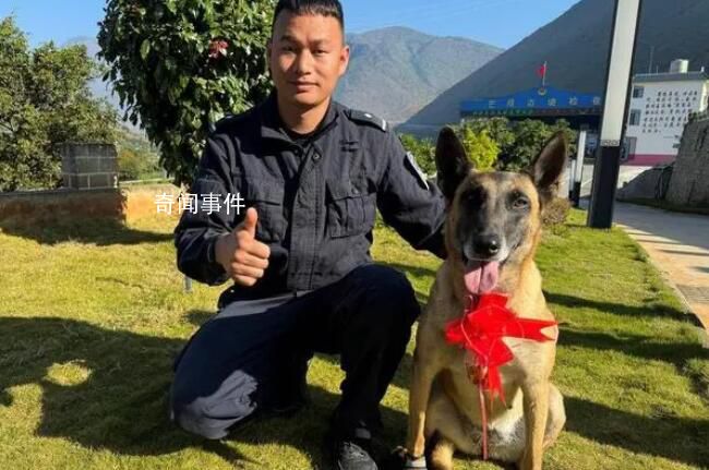 功勛犬執(zhí)勤被鋼釘扎破腳掌