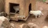 “貓猴共處”風波中的昆明動物園