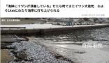 日本北海道海岸再現大量死魚