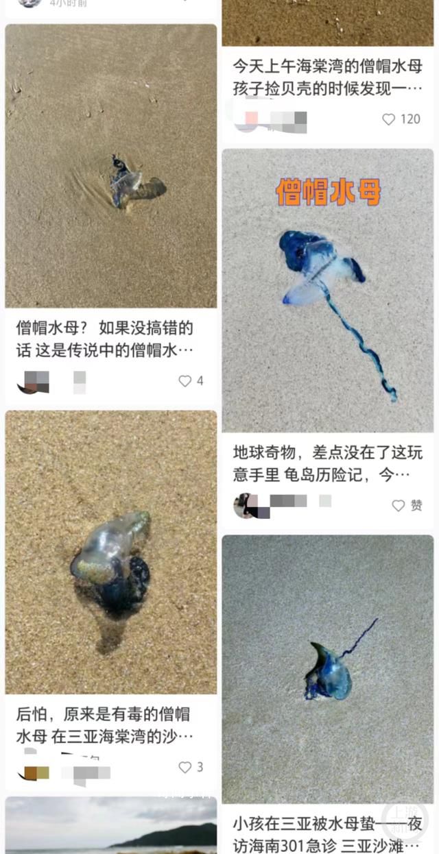 三亞辟謠多海域現劇毒僧帽水母