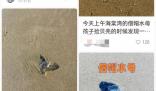 三亞辟謠多海域現劇毒僧帽水母