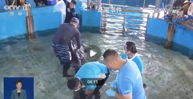 鯨擱淺三亞一天要吃40斤魷魚