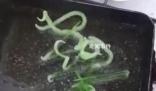 韓國吃炸牙簽視頻爆紅 淀粉牙簽并非食品無法保證安全