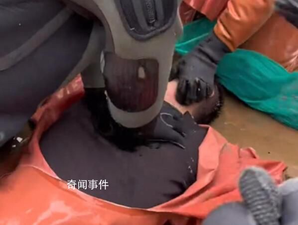 煙臺多人撿海腸被海浪擊倒溺水