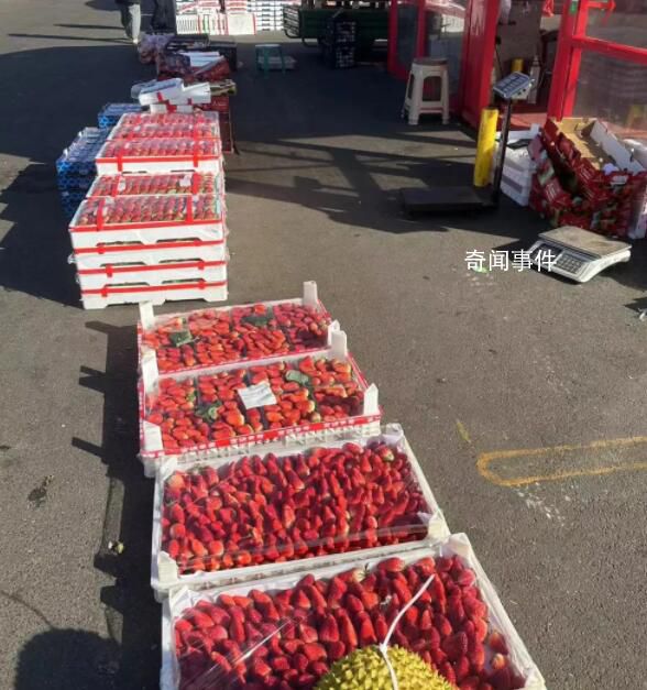 草莓價格腰斬了 特殊品種價格堅挺