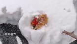 主人撿雞蛋發(fā)現(xiàn)雞被雪埋3天還活著 當(dāng)時它應(yīng)該是在下蛋被大雪掩埋了