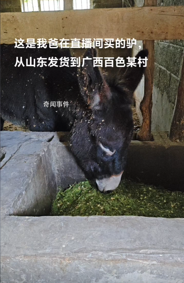 大哥回應(yīng)直播間賣活驢:賣了上千頭
