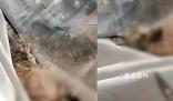 青海大壩潰堤未造成人員傷亡 共5個鄉鎮的生產生活造成影響