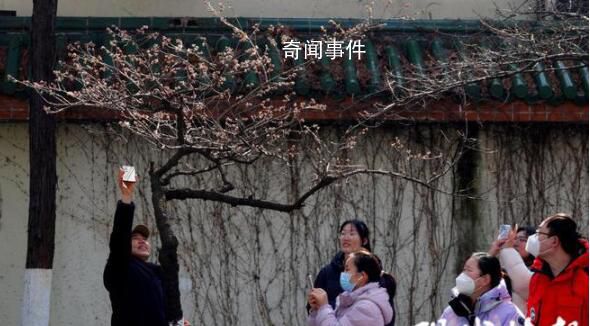 南京雞鳴寺的櫻花消息樹開了 