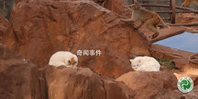昆明動物園通報猴貓共處 將貓與猴關在一起不合適