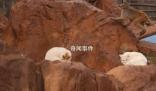 昆明動物園通報猴貓共處 將貓與猴關(guān)在一起不合適