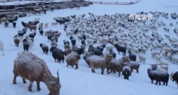 蒙古國遭遇50年不遇雪災 暴風雪天氣影響當地牧民生活