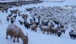 蒙古國遭遇50年不遇雪災 暴風雪天氣影響當地牧民生活