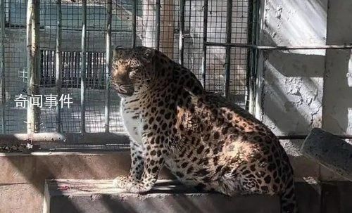攀枝花公園一金錢豹圓潤似海豹 攀枝花確實善待動物了