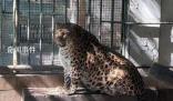 攀枝花公園一金錢豹圓潤似海豹 攀枝花確實善待動物了