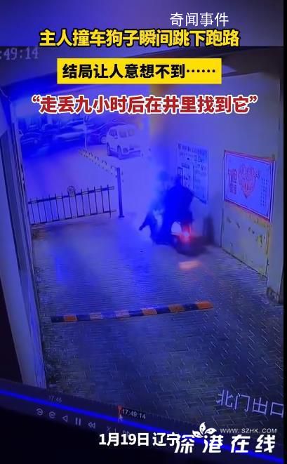 主人撞車 狗子直接跑路