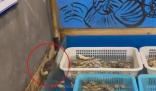 男子在飯店吃燒烤 看見老鼠叼著海鮮
