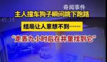 主人撞車 狗子直接跑路
