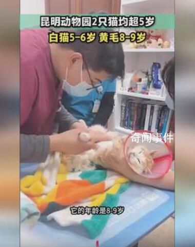 小動保:貓被猴子長期欺負變得很乖