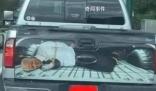 特朗普所發視頻畫面現“拜登被綁”